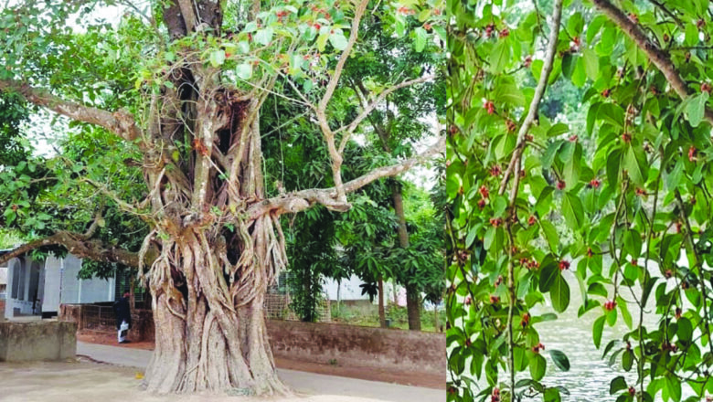 মীরসরাই- আবুতোরাব সড়ক উন্নয়নে ২শতবর্ষি বটগাছ রক্ষায় এলাকাবাসীর দাবী