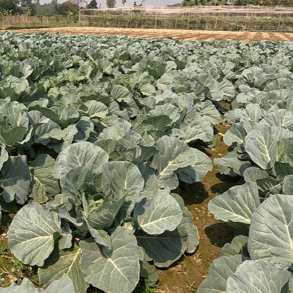 আসছে রমজানের জন্য মৌসুমী সবজি চাষে ব্যস্ত কৃষক।