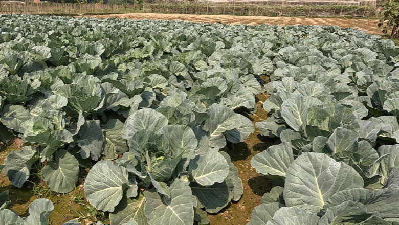 আসছে রমজানের জন্য মৌসুমী সবজি চাষে ব্যস্ত কৃষক।